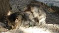 Delphi cat 3
